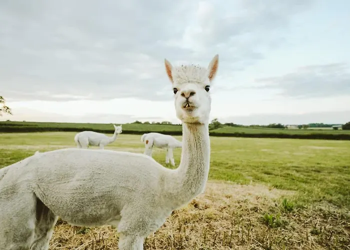 The Stable- Hopewell بريستول